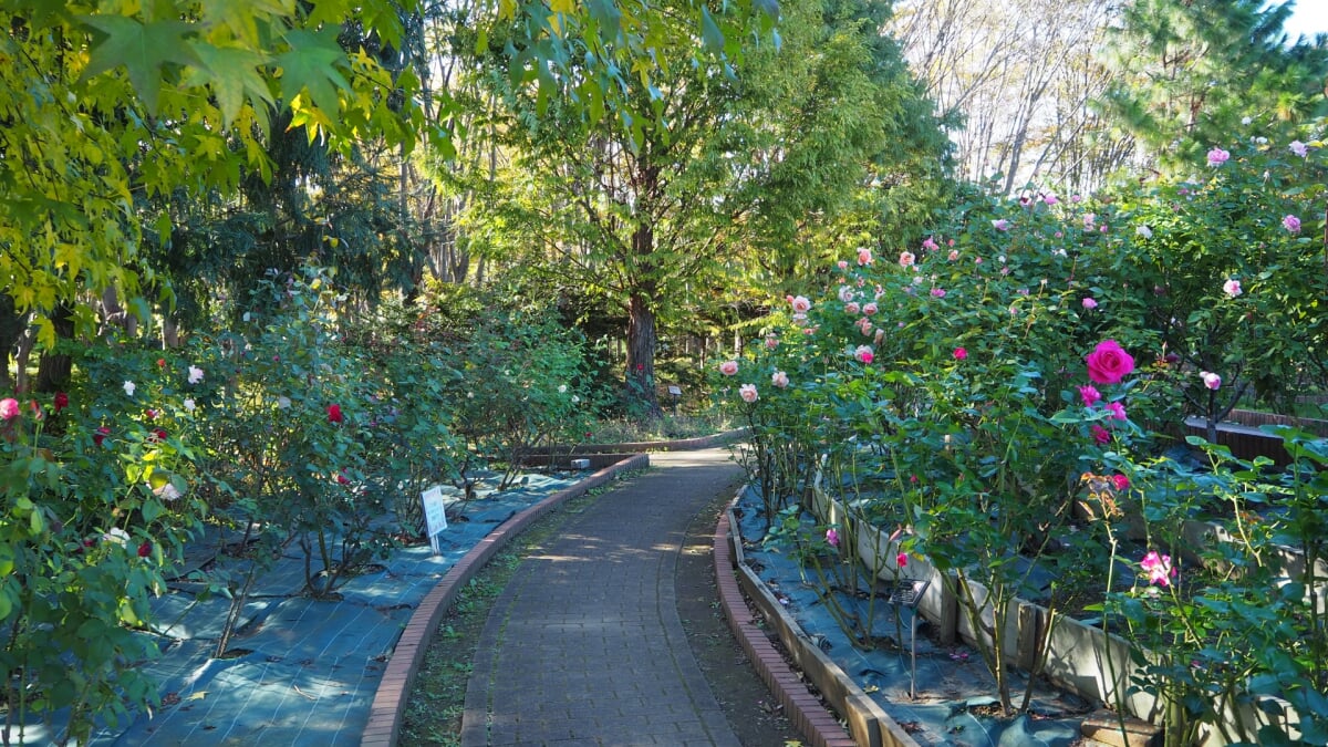 狭山市都市緑化植物園の写真 