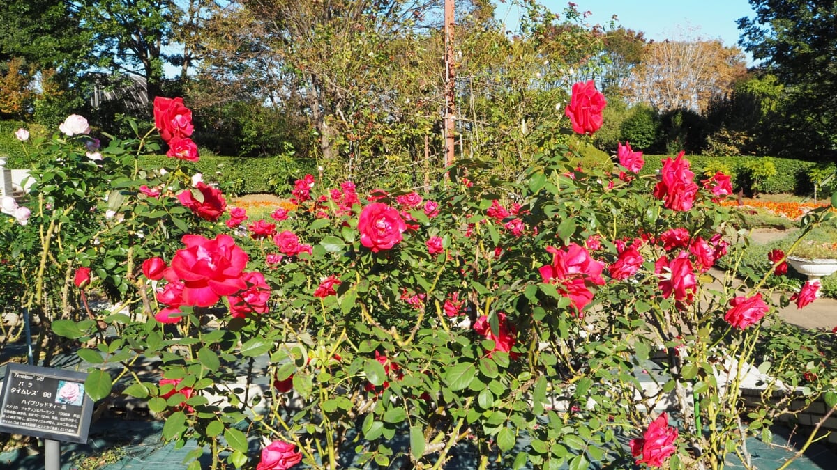 狭山市都市緑化植物園の写真 