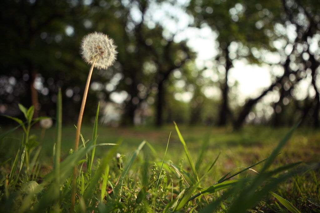 羽根木公園の写真 ©mrhayata(CC BY-SA 2.0)