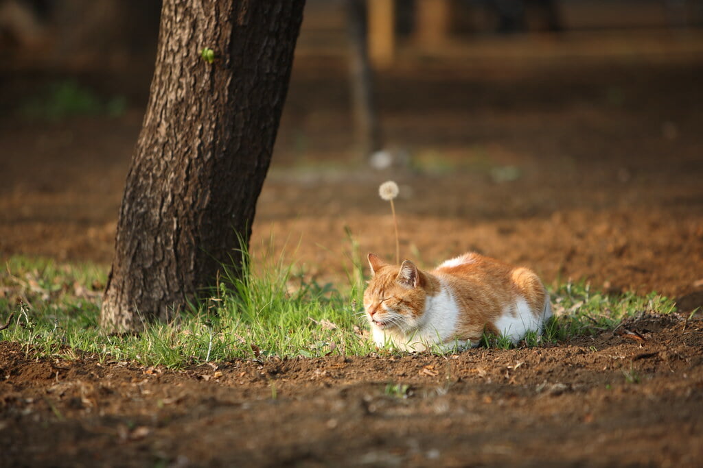 羽根木公園の写真 ©mrhayata(CC BY-SA 2.0)