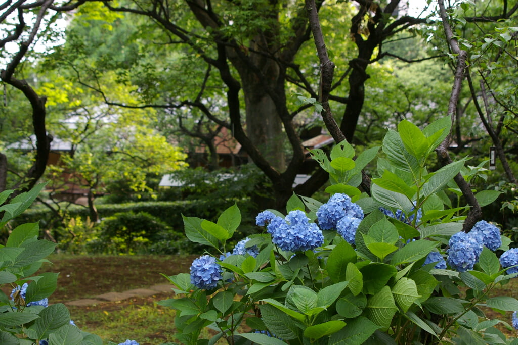 羽根木公園の写真 ©Shiragiku(CC-BY-SA-3.0)