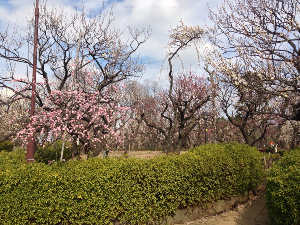 羽根木公園の写真 ©Tokyo-Walk(CC BY-SA 3.0)