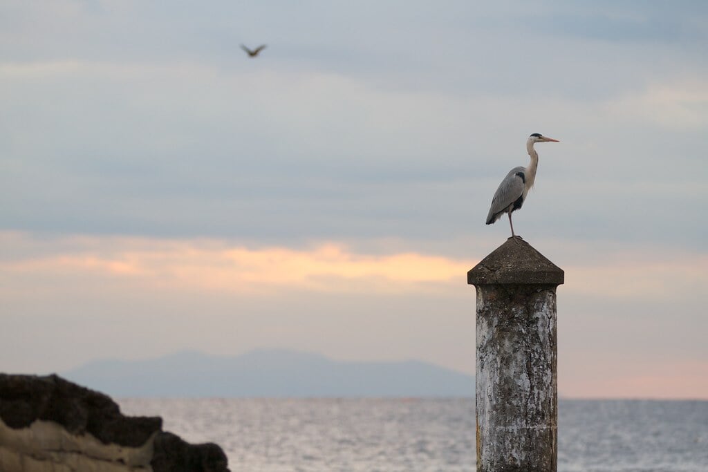 荒崎公園の写真 ©Yutaka Tsutano(CC BY 2.0)