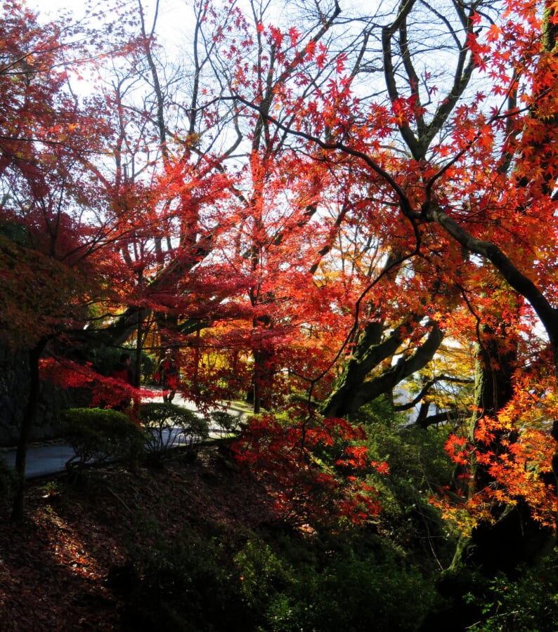 西山公園の写真 