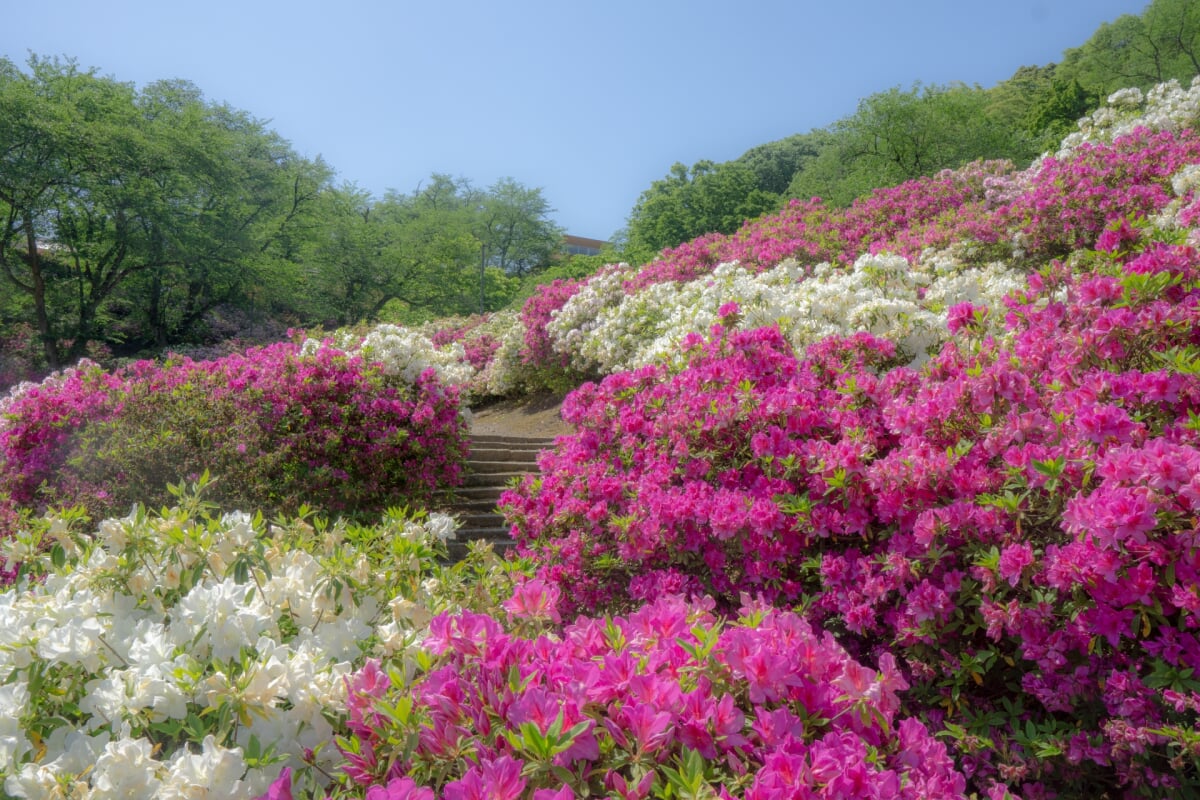 西山公園の写真 