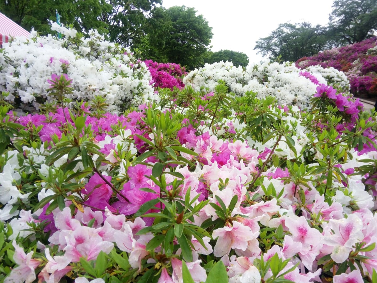 西山公園の写真 