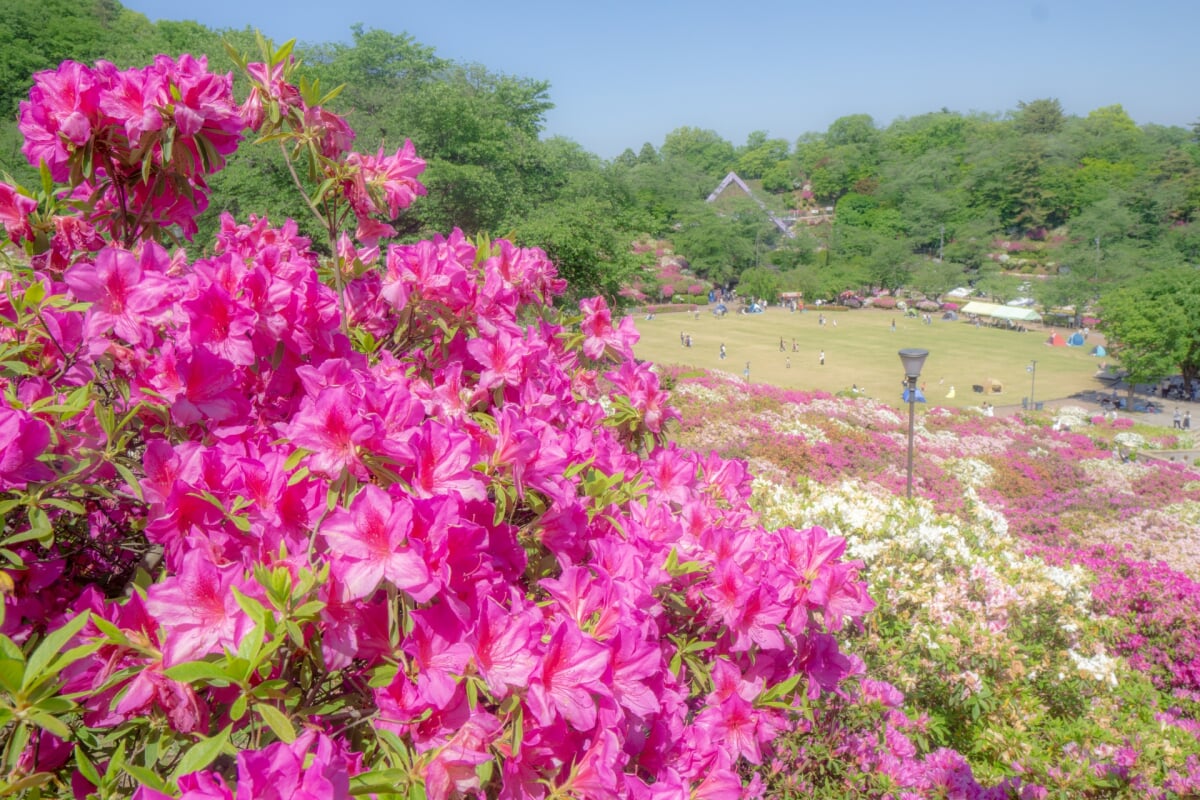 西山公園の写真 