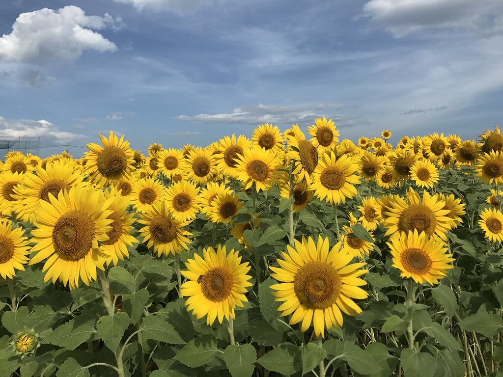 ひょうたん島公園の写真 ©gtknj(CC BY 2.0)