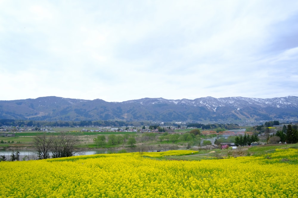 菜の花公園の写真 ©tsuruta yosuke(CC BY 2.0)