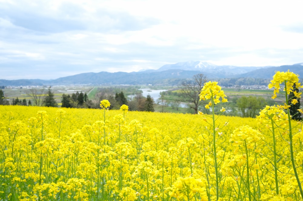 菜の花公園の写真 ©tsuruta yosuke(CC BY 2.0)