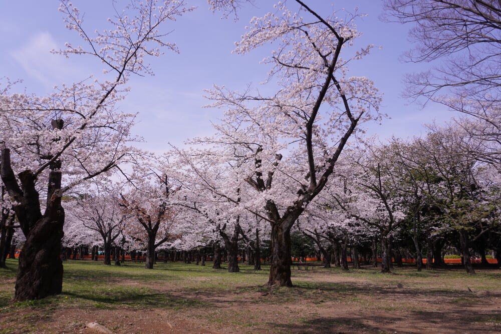 代々木公園の写真 