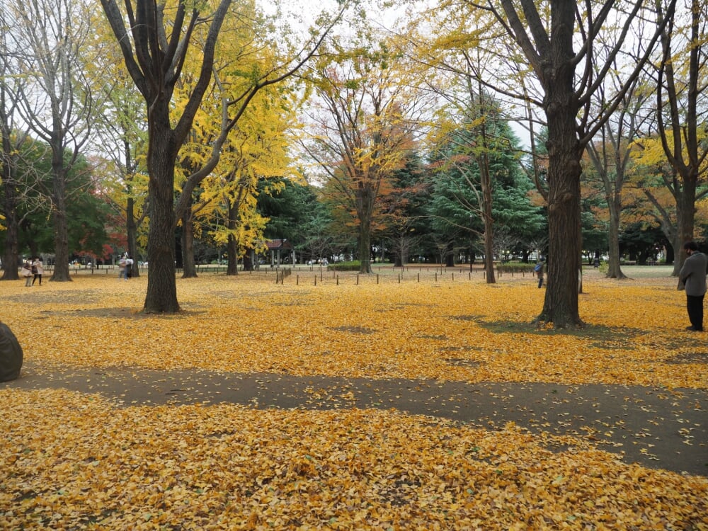 代々木公園の写真 