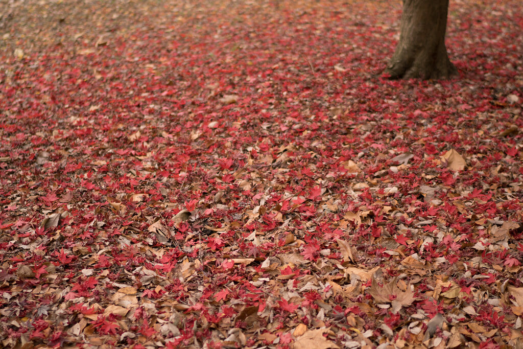 神代植物公園の写真 ©Zengame(CC BY 2.0)