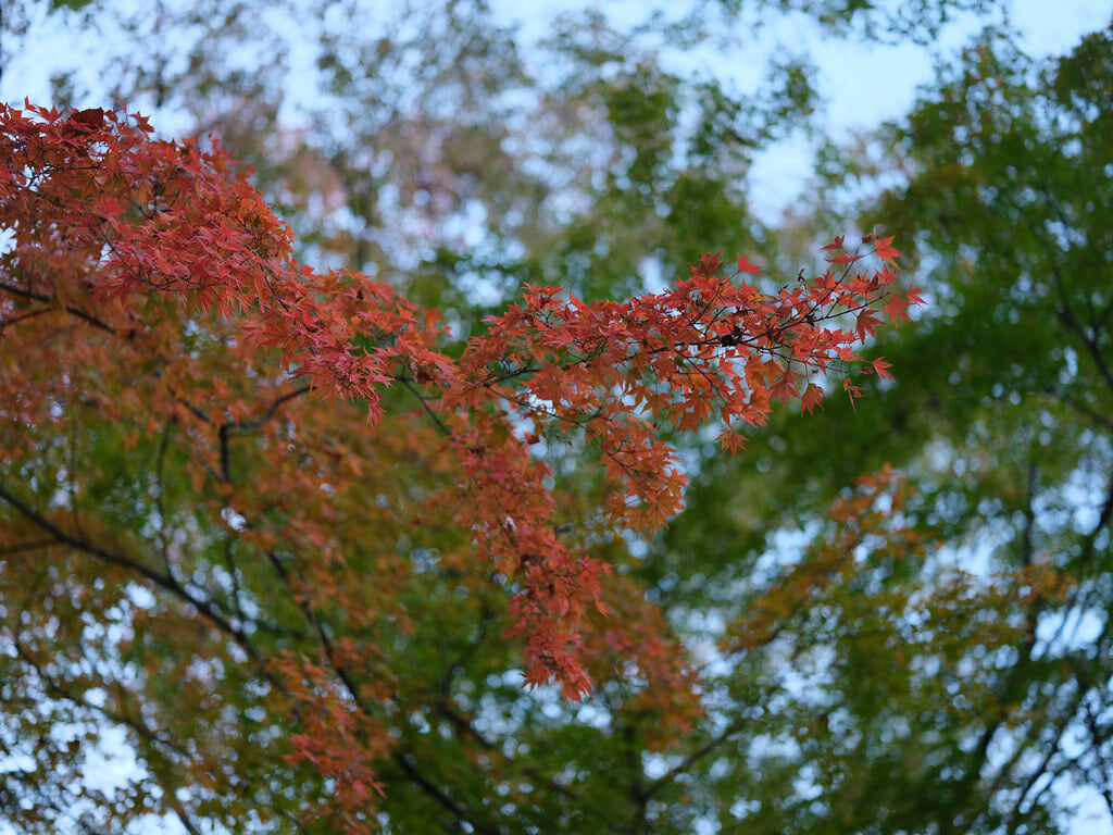 神代植物公園の写真 ©Zengame(CC BY 2.0)