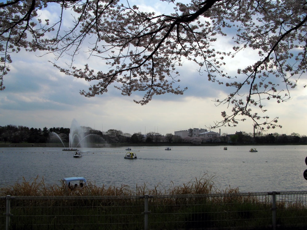 久喜菖蒲公園の写真 ©京浜にけ(CC BY-SA 3.0)