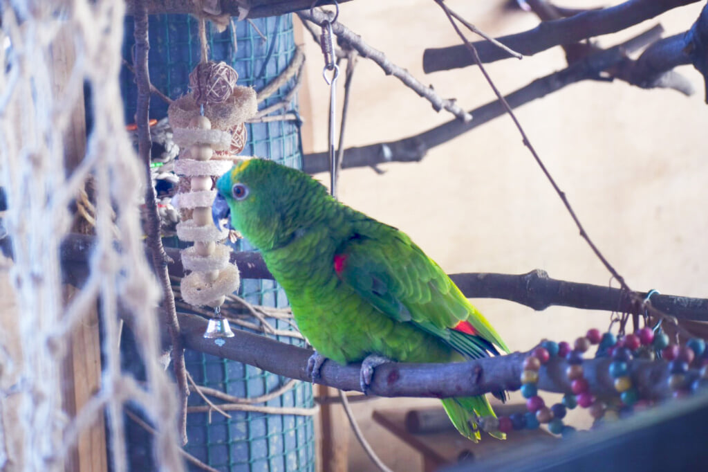 大牟田市動物園の写真 