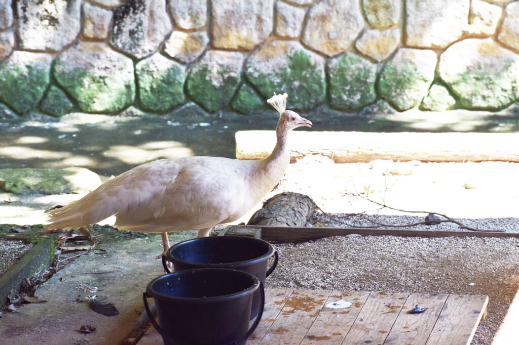 大牟田市動物園の写真 