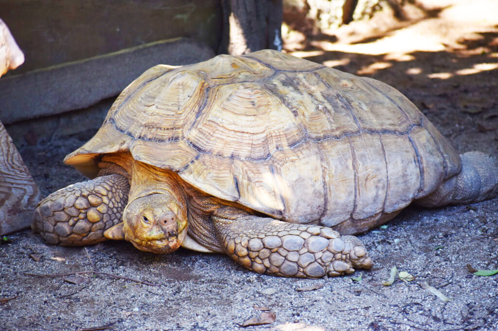 大牟田市動物園の写真 