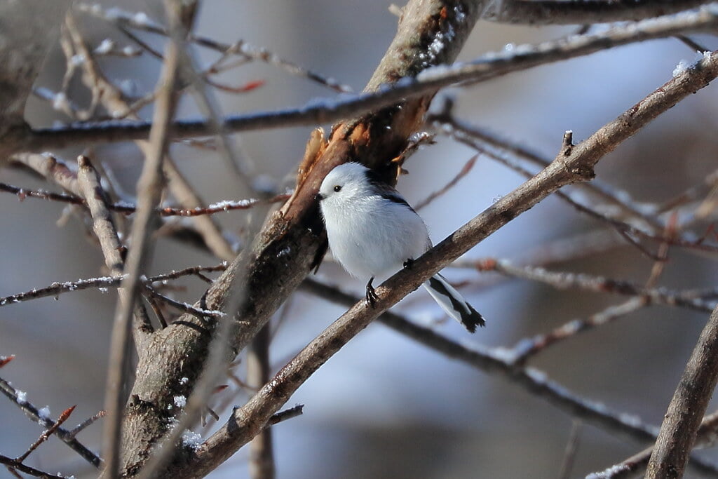 青葉公園の写真 ©jodowakayama(CC BY 2.0)