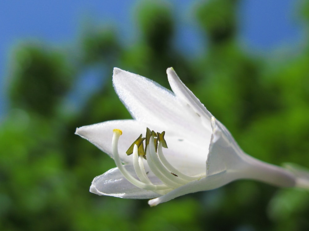 北総花の丘公園の写真 ©TANAKA Juuyoh (田中十洋)(CC BY 2.0)