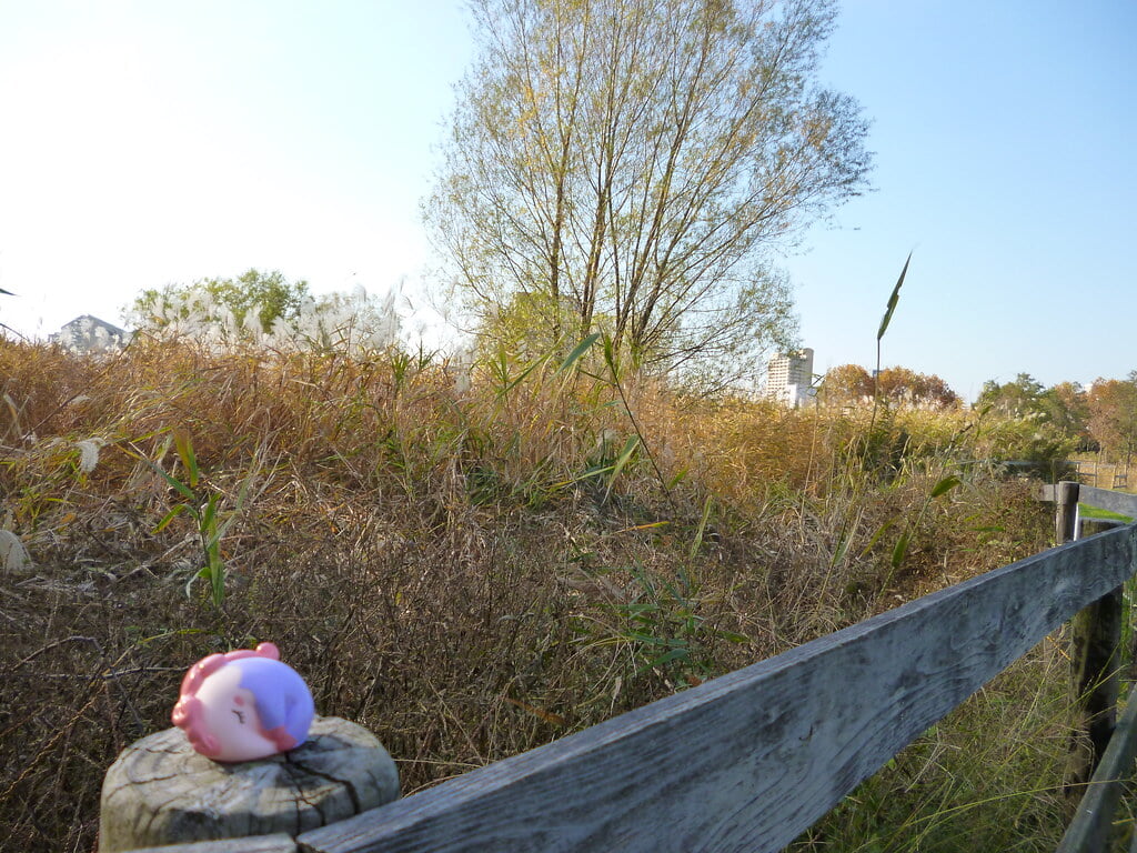 尾久の原公園の写真 ©Kasadera(CC BY 2.0)