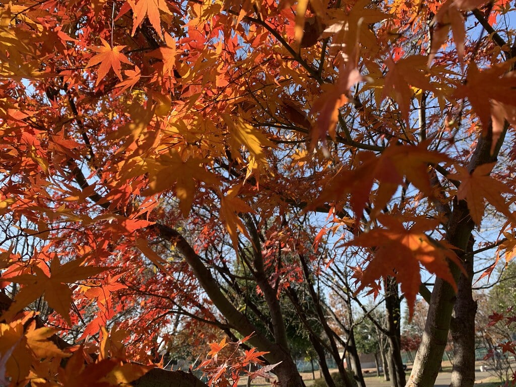 都立六仙公園の写真 ©Mikhail Kotykhov(CC BY 2.0)