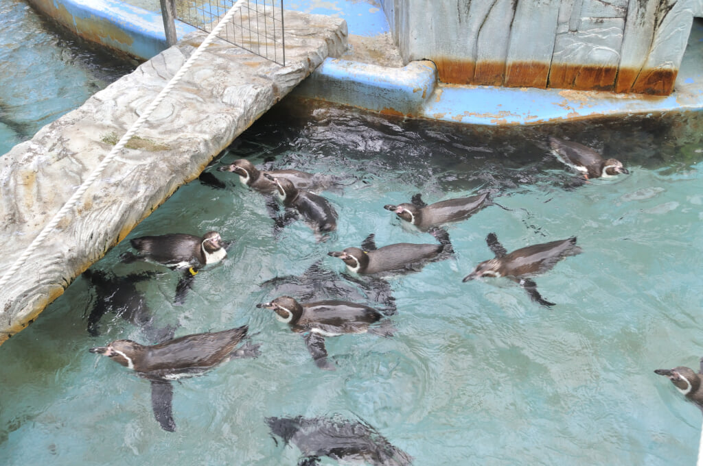 高岡古城公園動物園の写真 ©Ocdp(CC0)