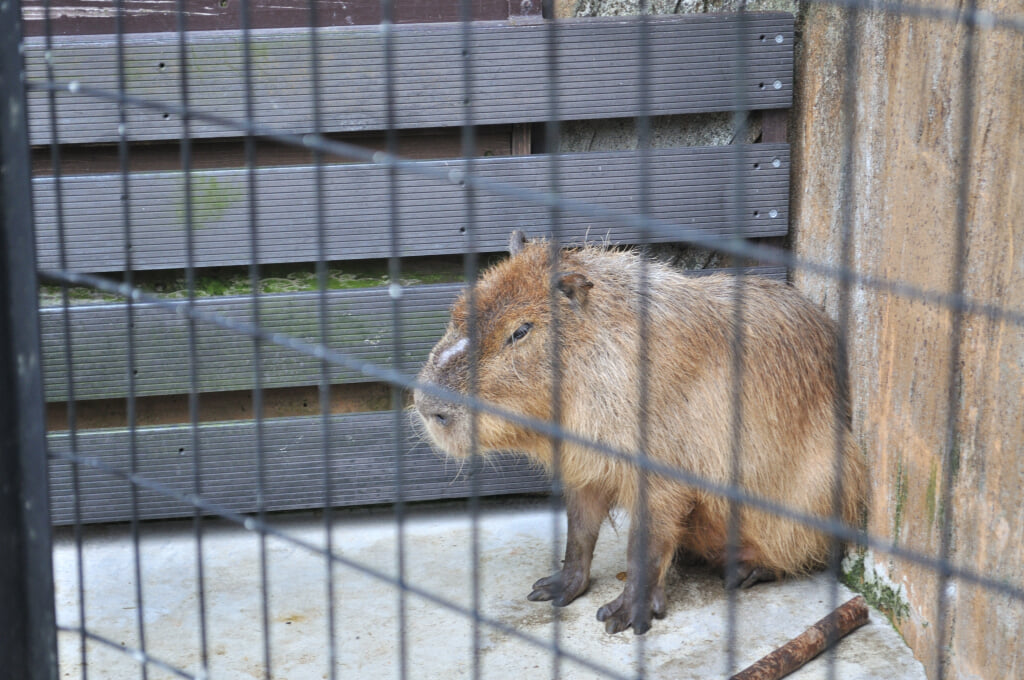 高岡古城公園動物園の写真 ©Ocdp(CC0)