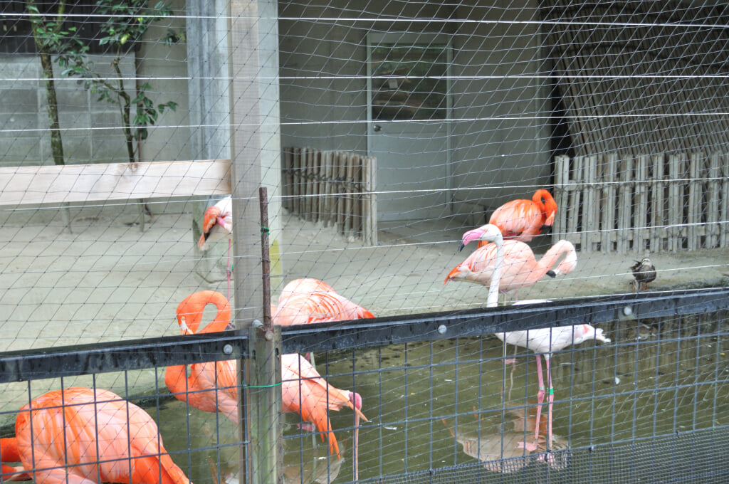 高岡古城公園動物園の写真 ©Ocdp(CC0)