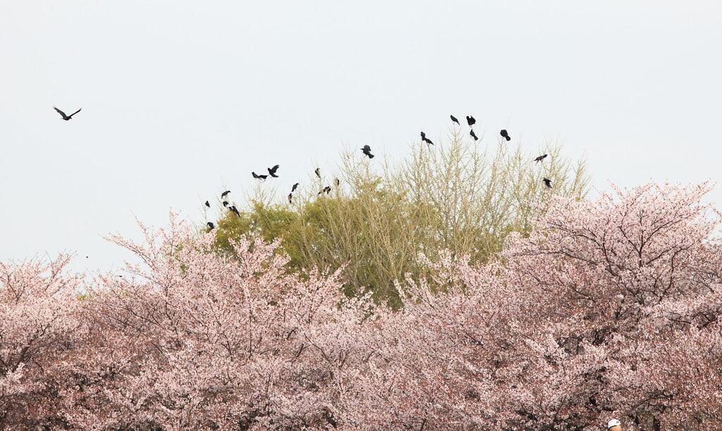 熊谷桜堤の写真 ©TANAKA Juuyoh (田中十洋)(CC BY 2.0)