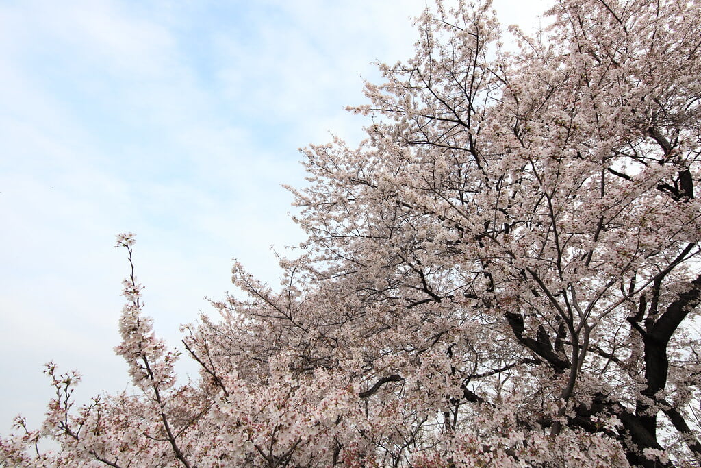 熊谷桜堤の写真 ©TANAKA Juuyoh (田中十洋)(CC BY 2.0)