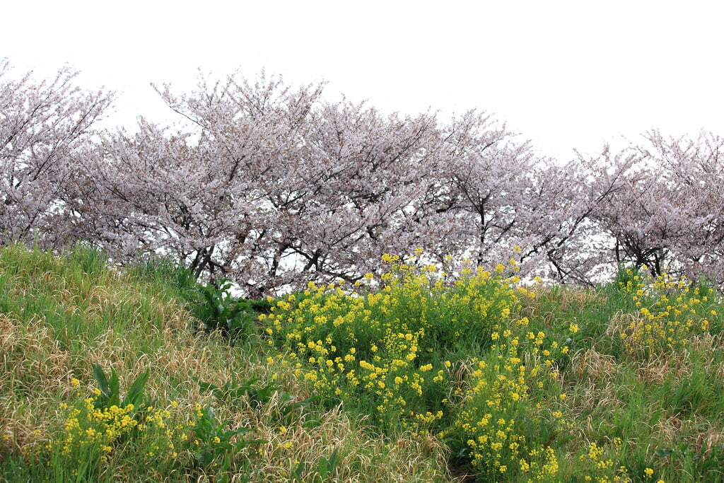 熊谷桜堤の写真 ©TANAKA Juuyoh (田中十洋)(CC BY 2.0)