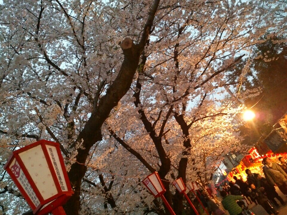 熊谷桜堤の写真 ©Norisa1(CC BY 2.0)