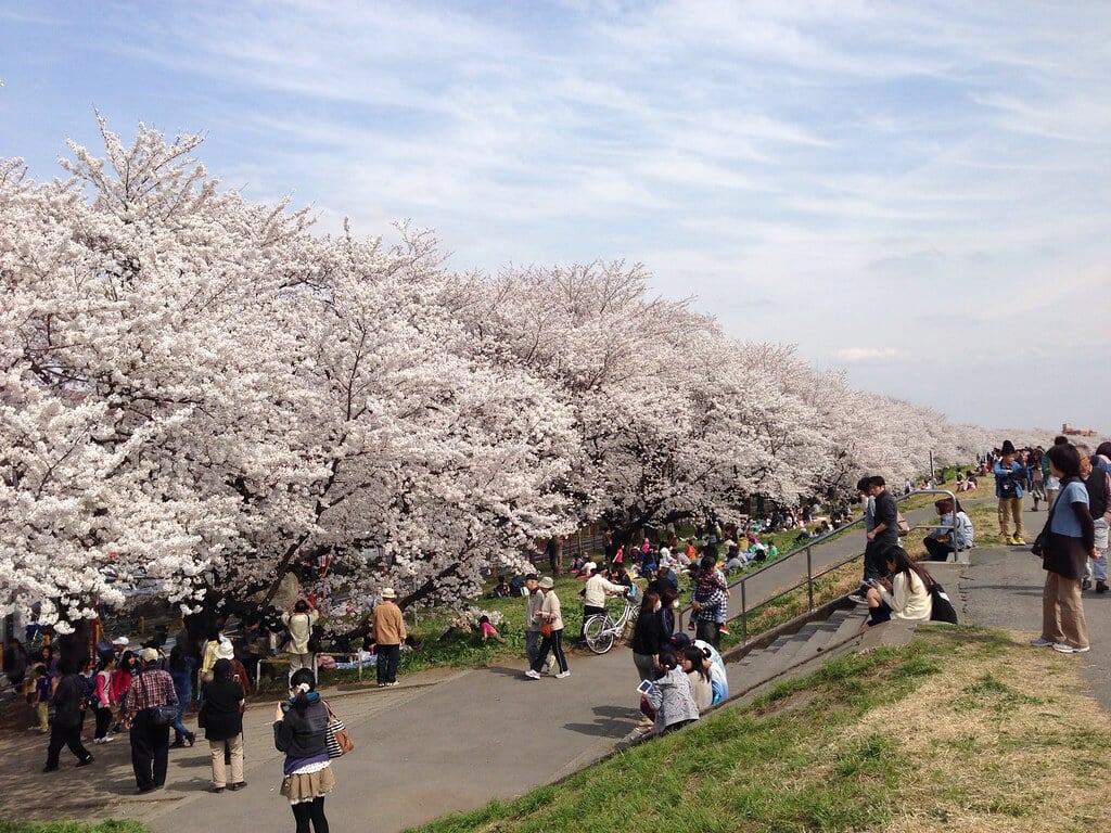 熊谷桜堤の写真 ©Norisa1(CC BY 2.0)