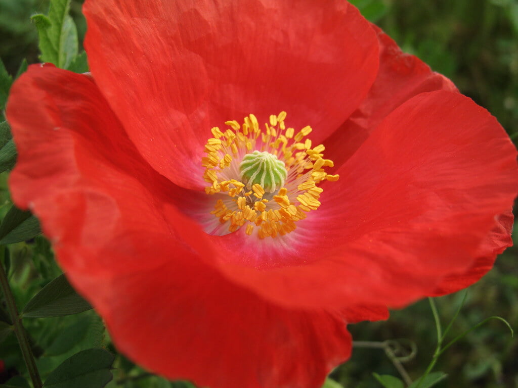 牛島古川公園の写真 ©TANAKA Juuyoh (田中十洋)(CC BY 2.0)