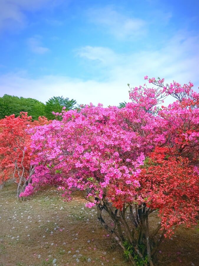 長峰公園の写真 