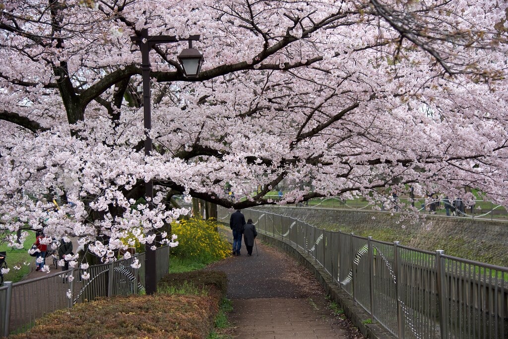 善福寺川緑地の写真 ©hiyang.on.flickr(CC BY 2.0)