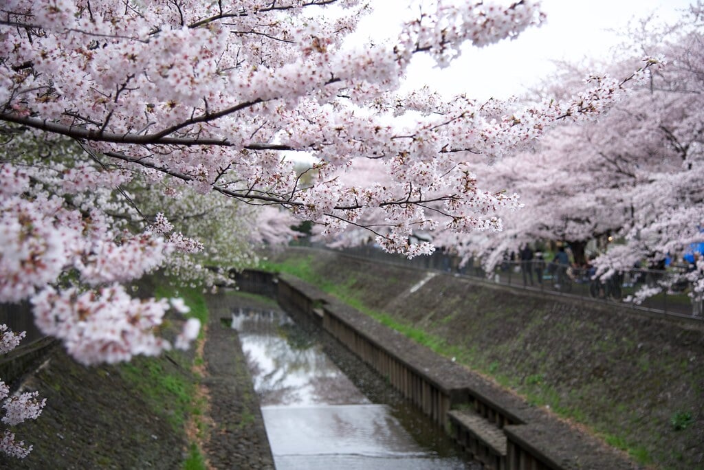 善福寺川緑地の写真 ©hiyang.on.flickr(CC BY 2.0)