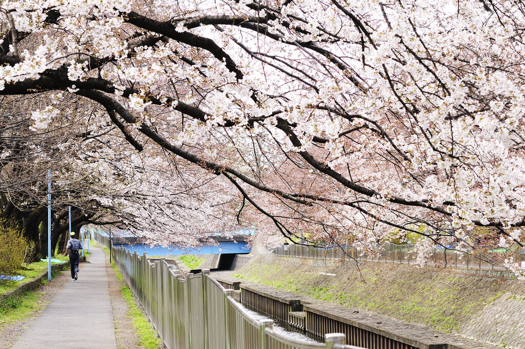 善福寺川緑地の写真 ©ajari(CC BY 2.0)