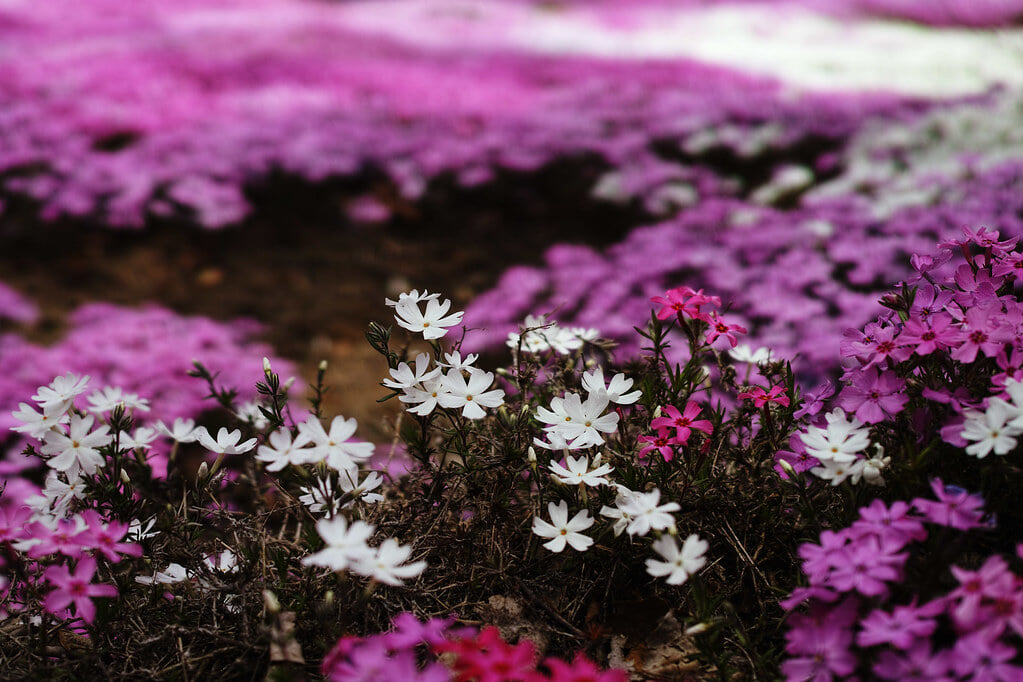 ひがしもこと芝桜公園の写真 ©s.sawada(CC BY 2.0)