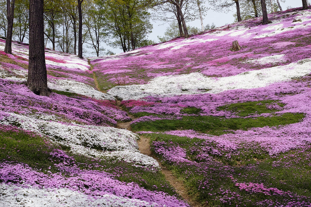 ひがしもこと芝桜公園の写真 ©s.sawada(CC BY 2.0)