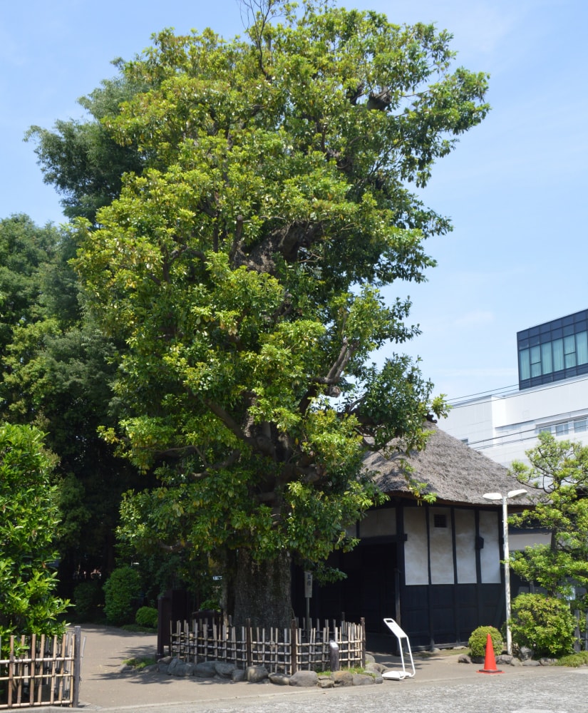 世田谷代官屋敷の写真 ©Asturio(CC BY-SA 4.0)