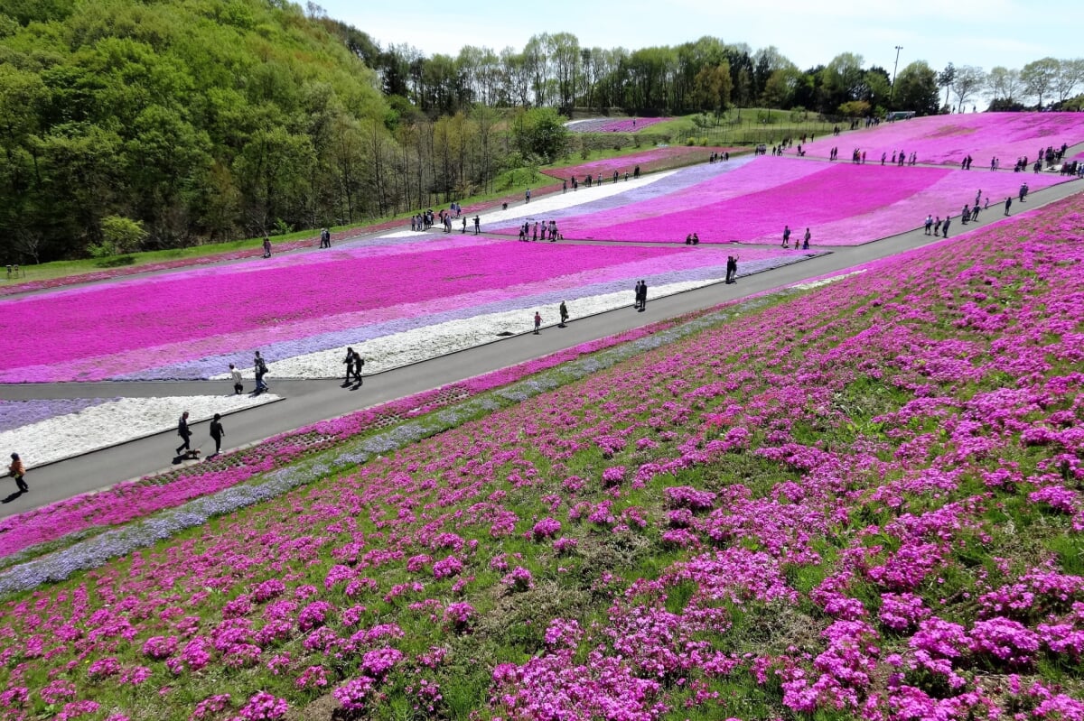 市貝町芝ざくら公園の写真 