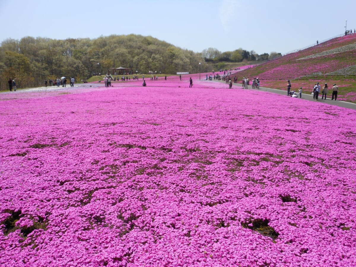 市貝町芝ざくら公園の写真 