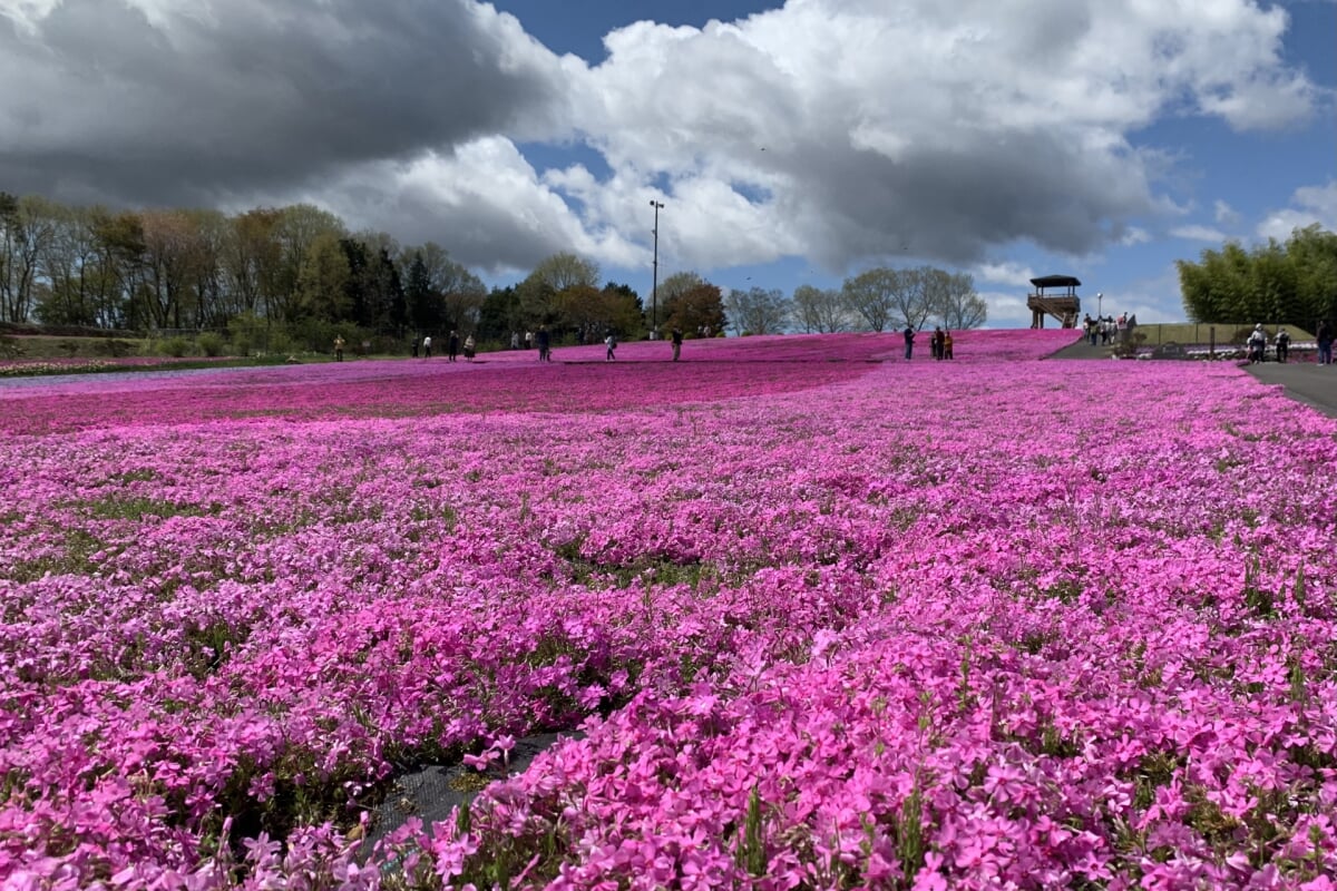 市貝町芝ざくら公園の写真 