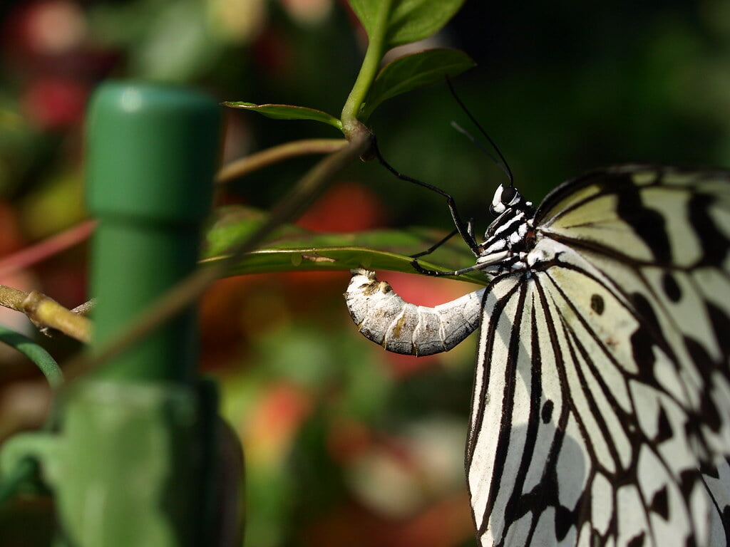 昆陽池公園の写真 ©merec0(CC BY 2.0)