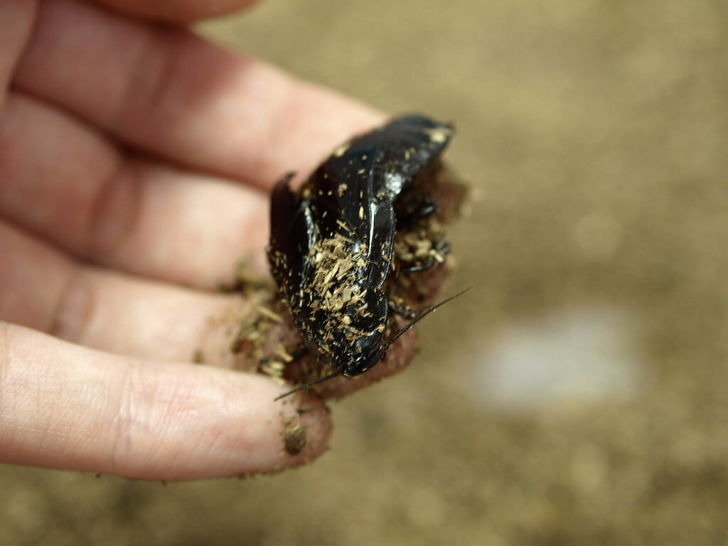 昆陽池公園の写真 ©merec0(CC BY 2.0)