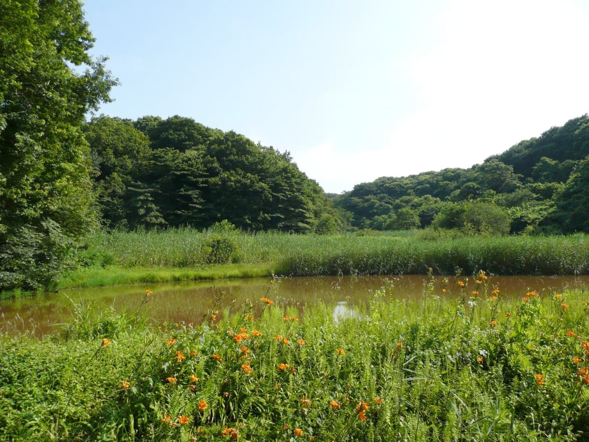 さいたま緑の森博物館の写真 ©Nyao148(CC BY-SA 3.0)