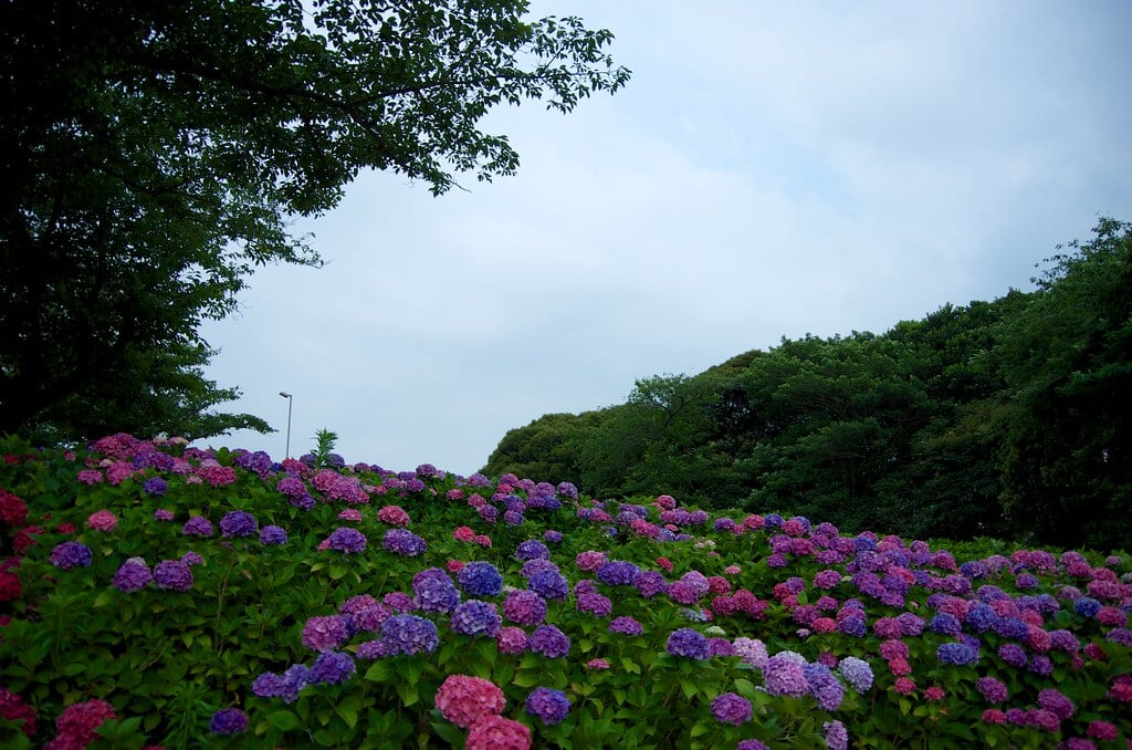 高塔山公園の写真 ©yuki5287(CC BY 2.0)