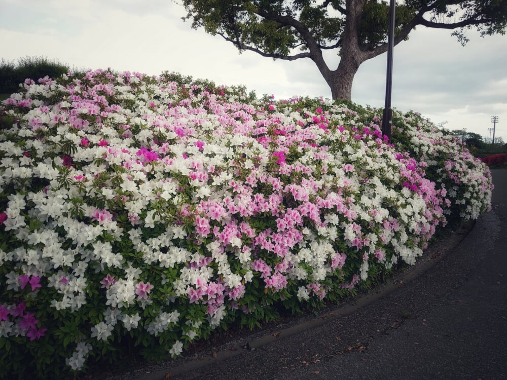 日野中央公園の写真 